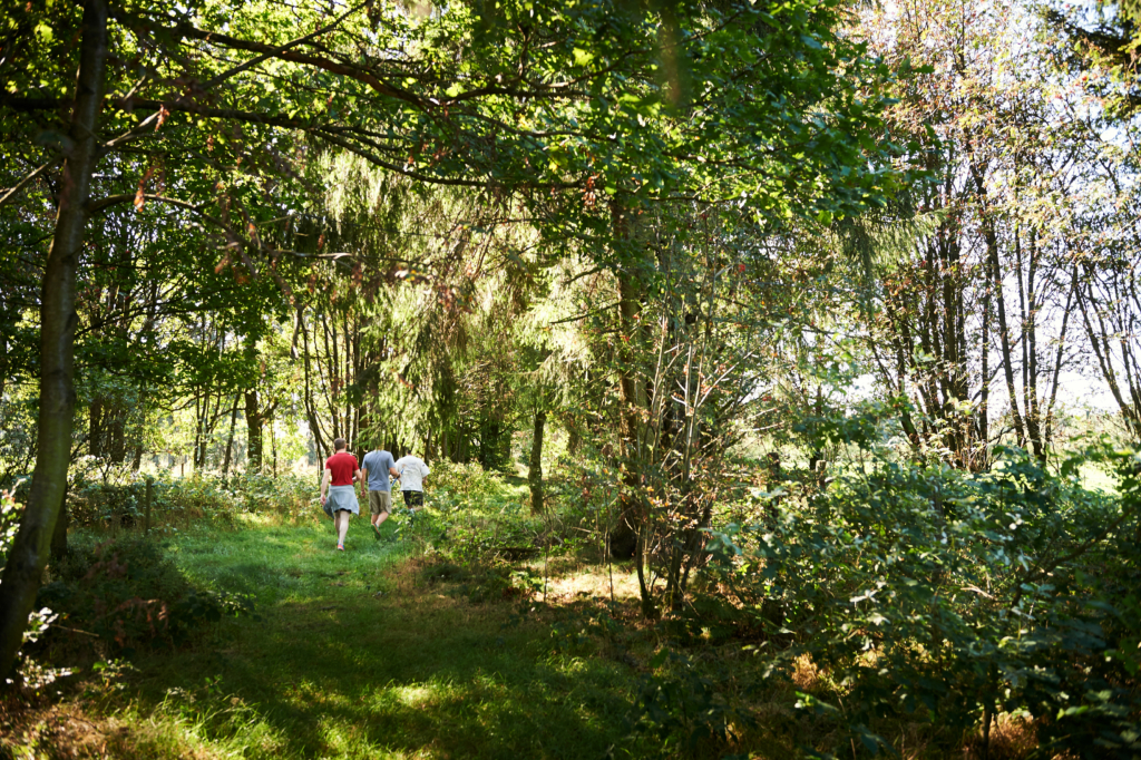 group in the forest during an aerial course