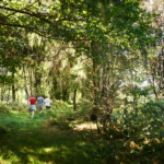 group in the forest during an aerial course