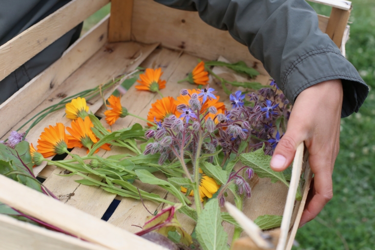 flowers of ferme des Rabanisse