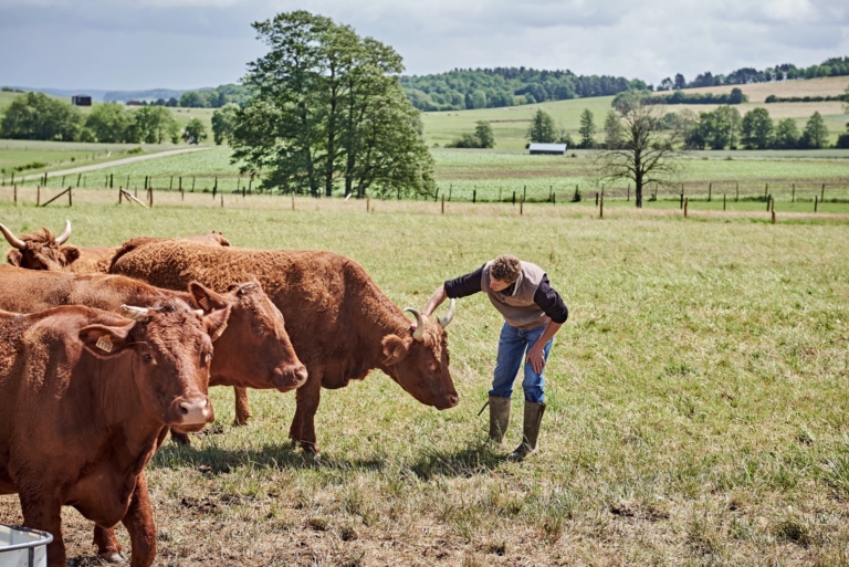 Les vaches Salers de la ferme de la Rabanisse