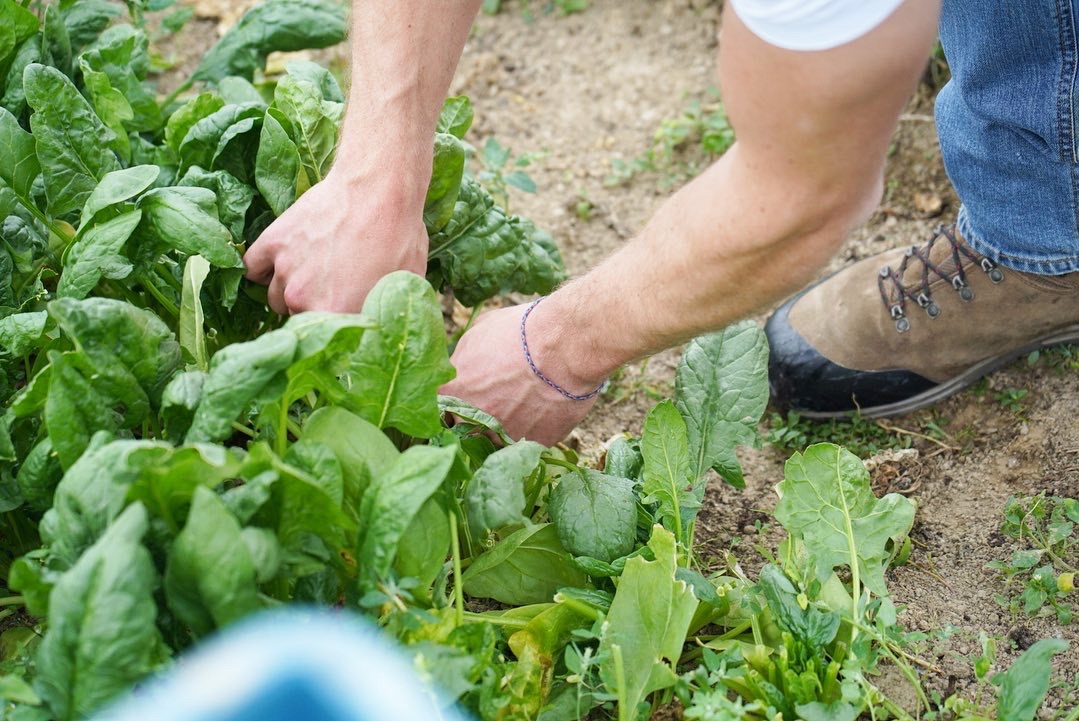 la récolte de la ferme des Rabanisse